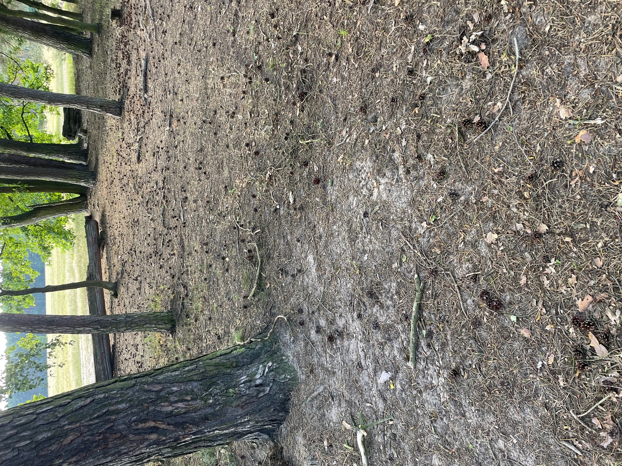 A dry, sandy ground with dry grass, small pine cones scattered on the ground, and a few scattered pine trees.