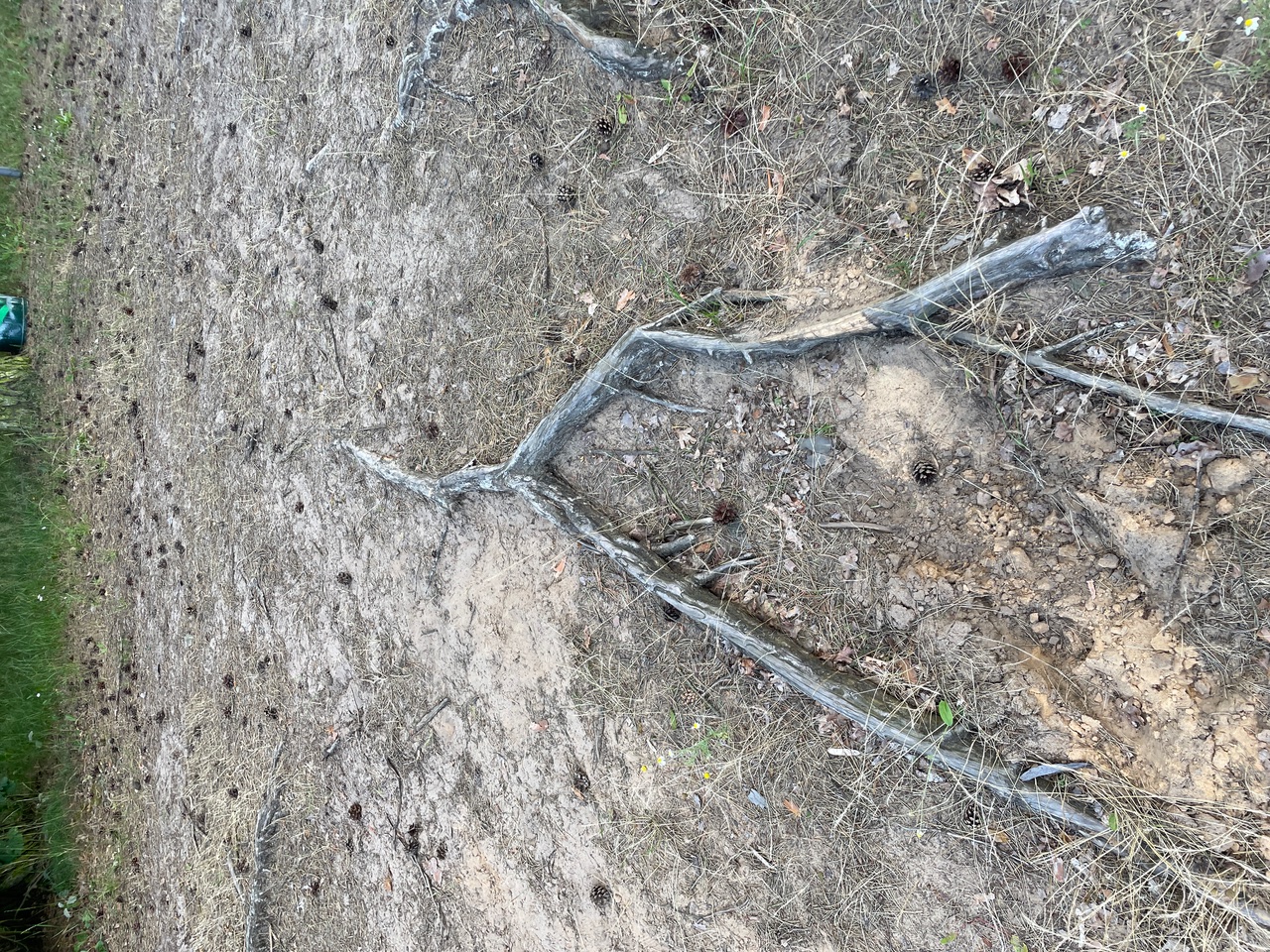 A dry, sandy ground with scattered roots, dry grass, and small pine cones.