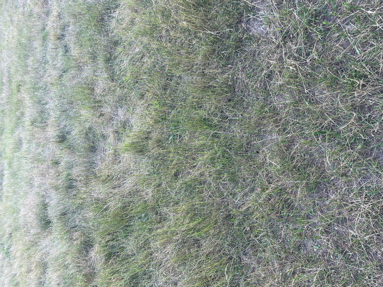 A grassy meadow with grass, sand, and soil.